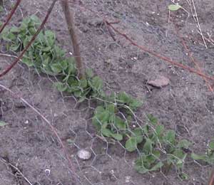 Peas growing under chicken wire